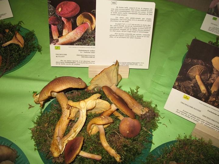 2008 10 Expo Bergerie Rambouillet 44